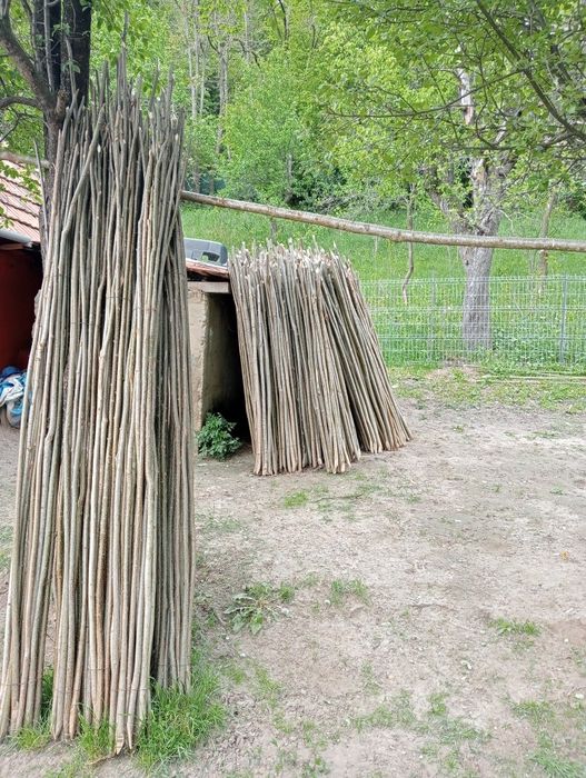 Pari de fasole și de Roșii la 2 lei buc