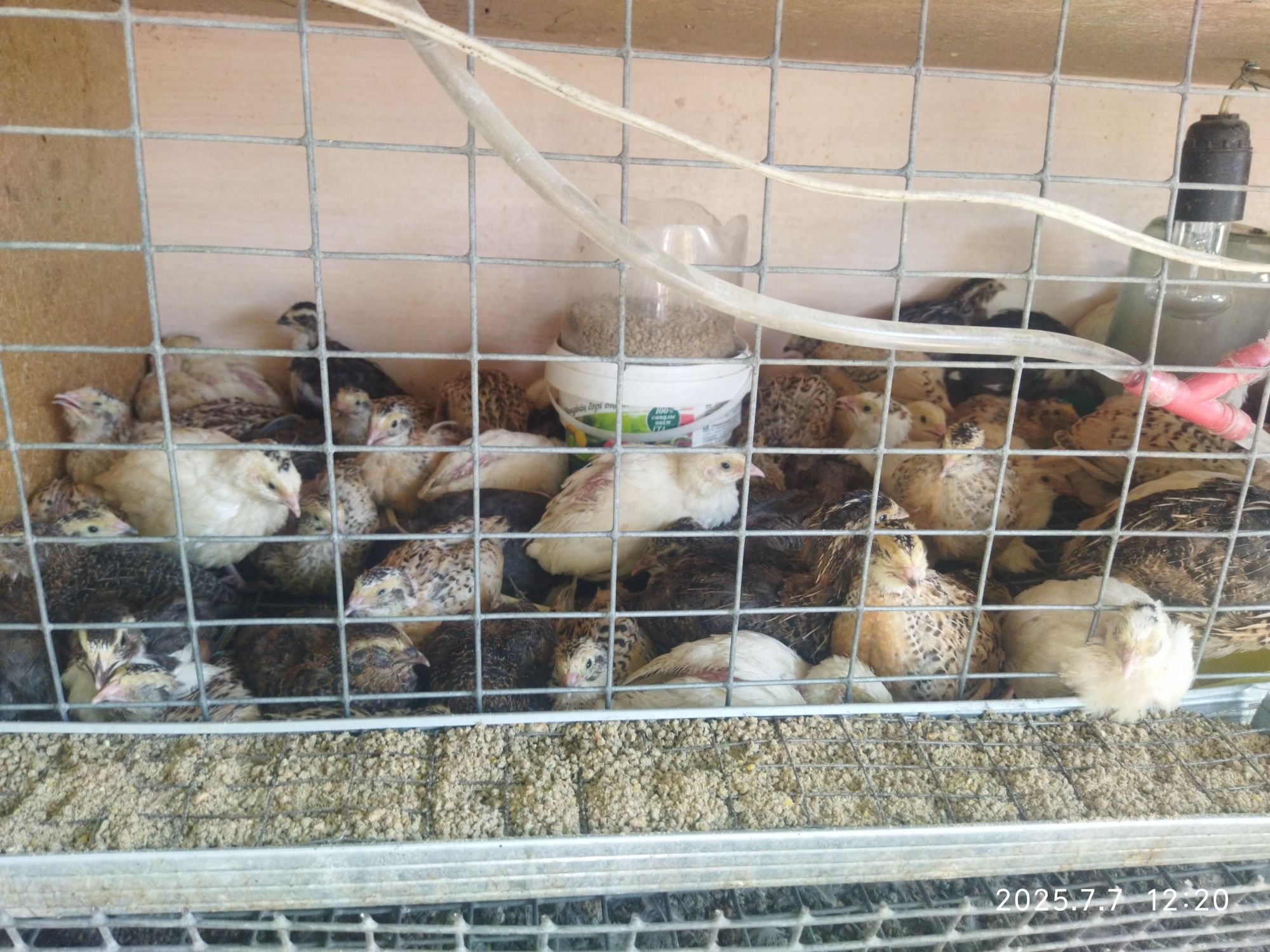 Продам перепелят