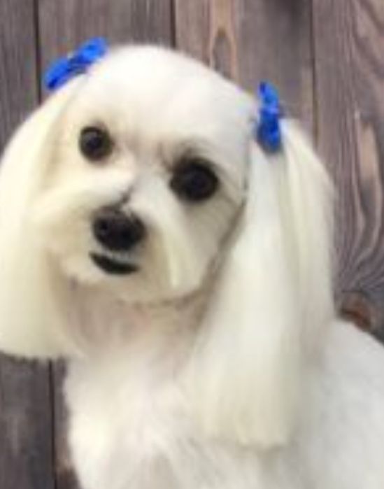 Frizerie canină ayșa