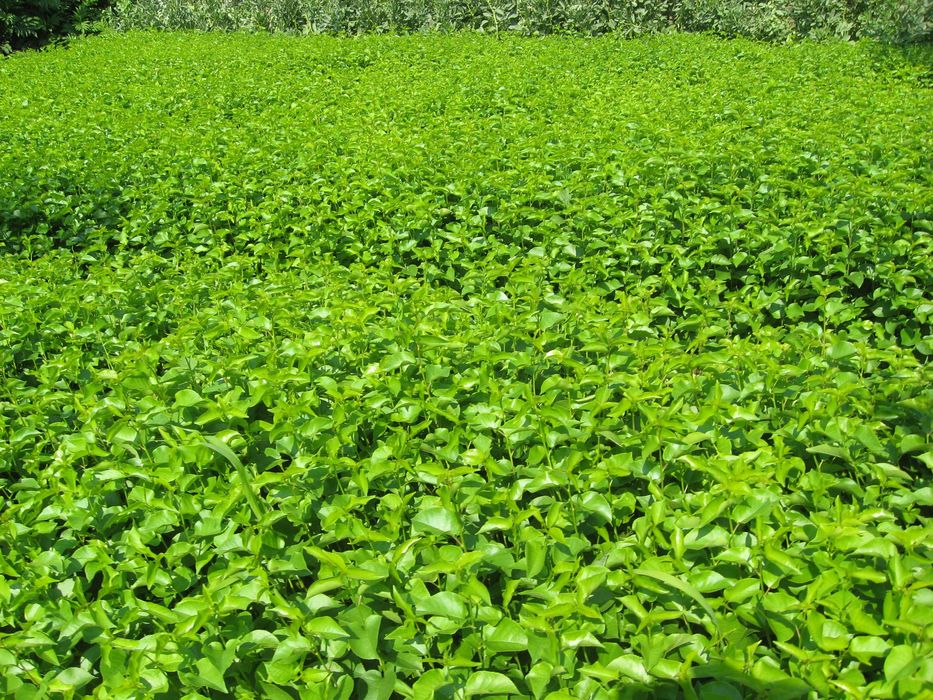 Продавам подложки джанка и махалебка.