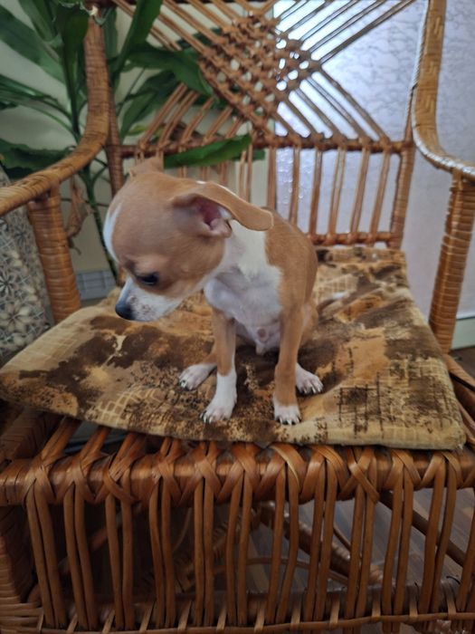 Чихуа хуа момченце търси своето семейство