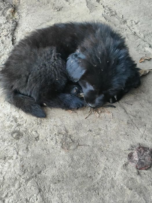 Каракачански кучета