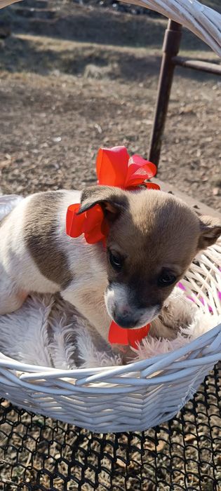 Щенки смесь джек рассел