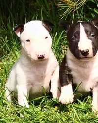 Pui Bull Terrier Pitic