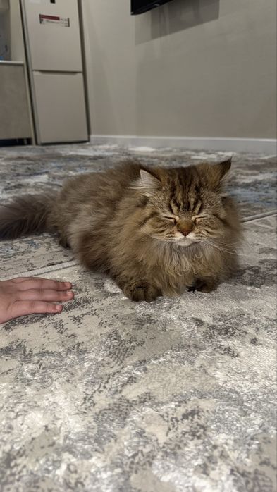 британская длинношерстная кошка.