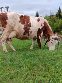 Vaca Balțata Românească  de vânzare A 5 vițel ieste gestantă în 8 luni