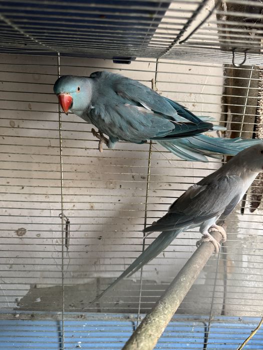 Turturele razatoare si aripa de bronz