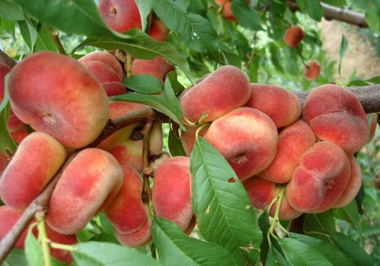 Piersic Plat Sugar Baby