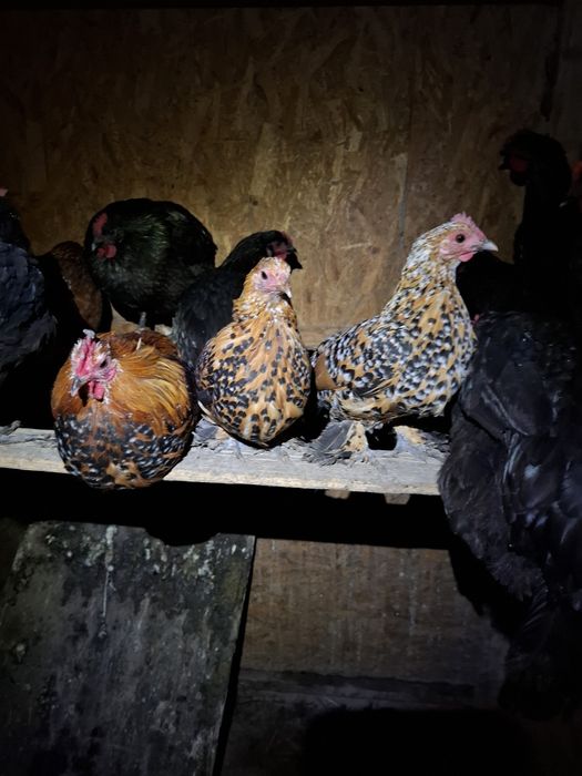 Gainuse mii de flori