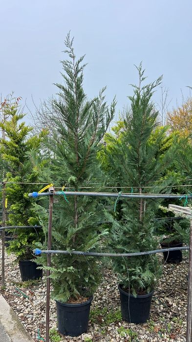 Vând chiparos leylandi talie mare