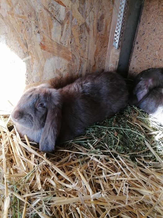 Iepuri rasa Berbec german culoare havana
