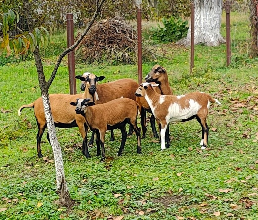 Vând miei și oi de Camerun