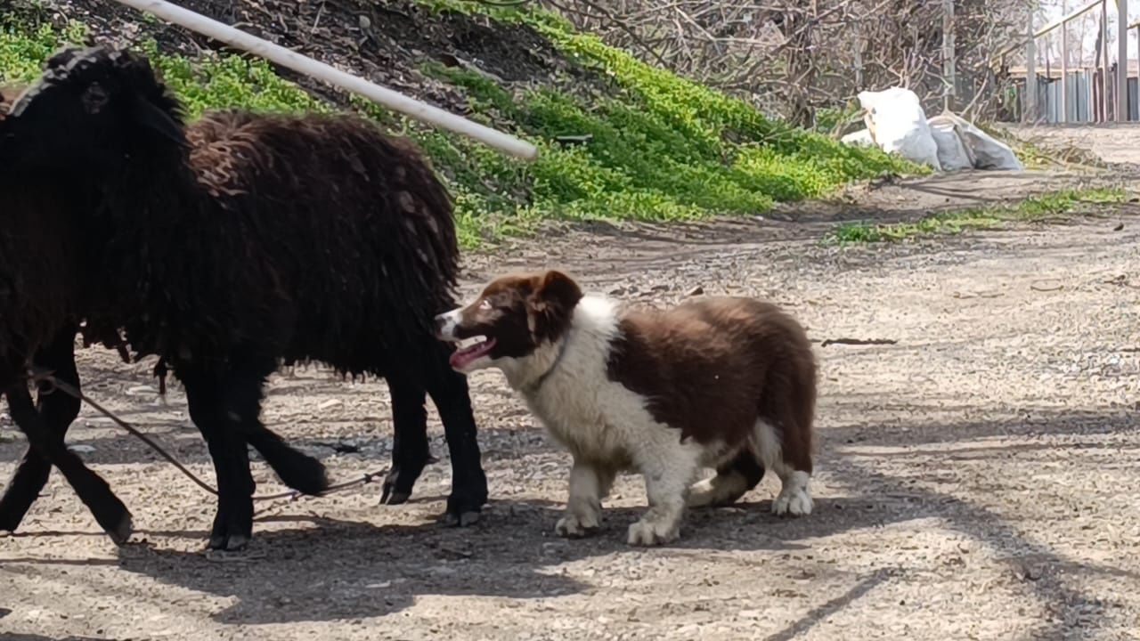 border collie бордер колли