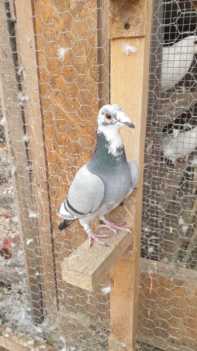 Ocazie! Vand 4 femele voiajor de concurs cu origini foarte bune!