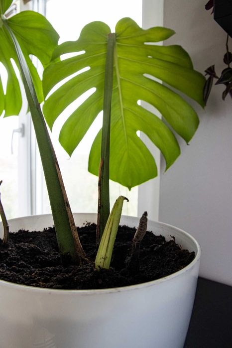 Monstera deliciosa – внушително и масивно растение с големи листа