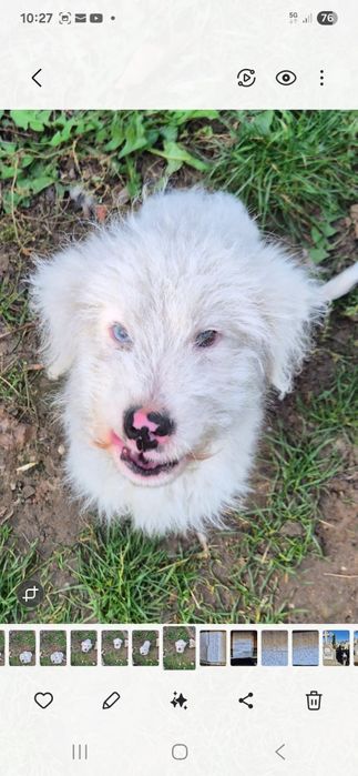 Donez catel pui   , varsta 5 luni