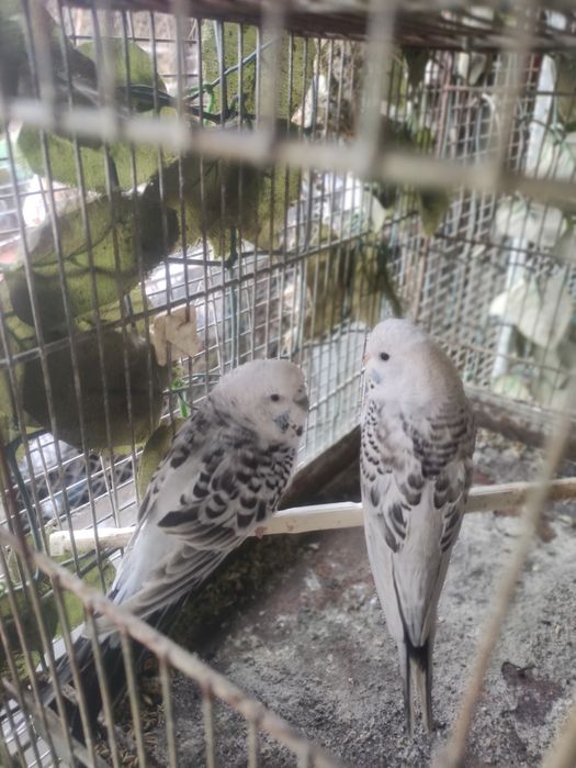 Diferite specii papagali și canari