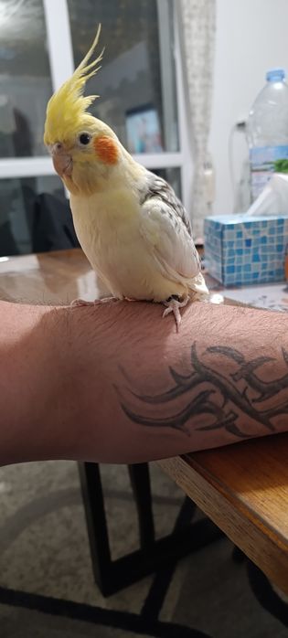 Социална Корема с голяма клетка