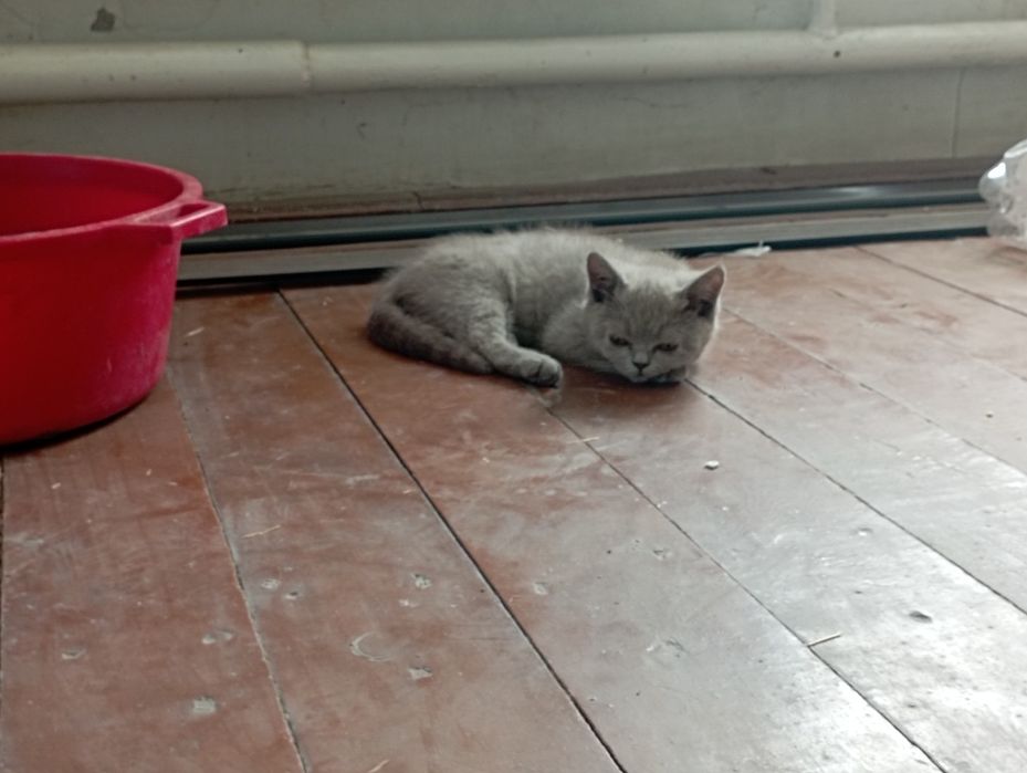 Strayt Mushuk sotladi