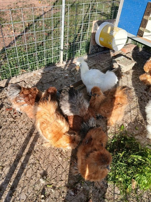 Копринки петлета