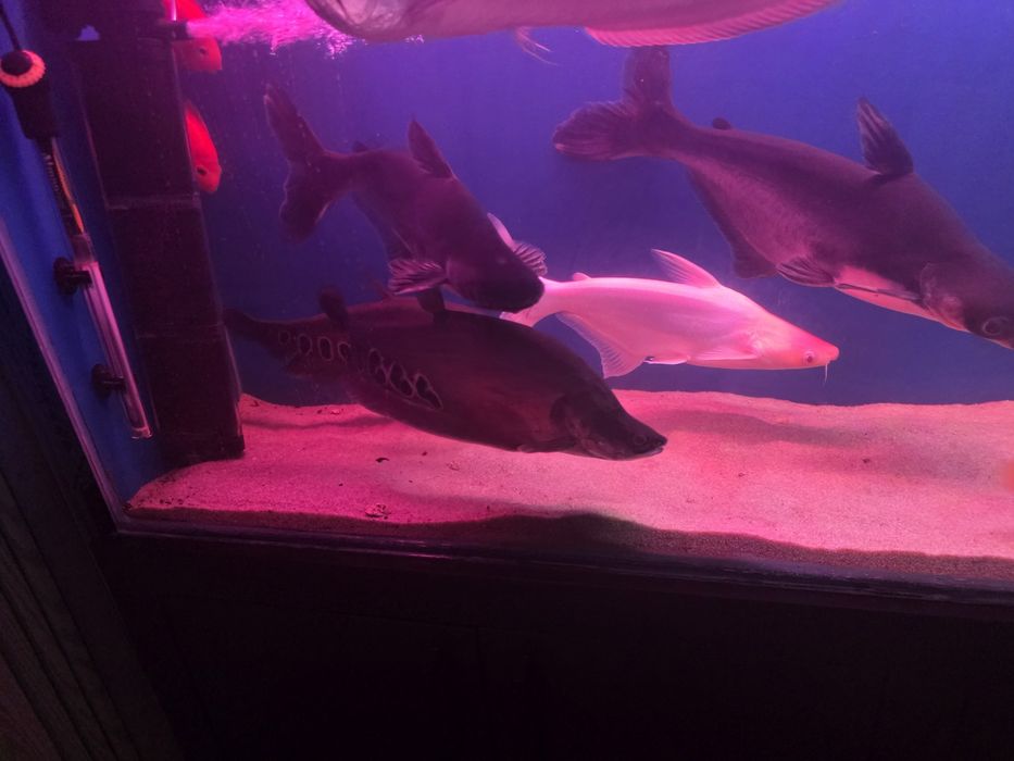 Akula va noj baliqlar sotiladi