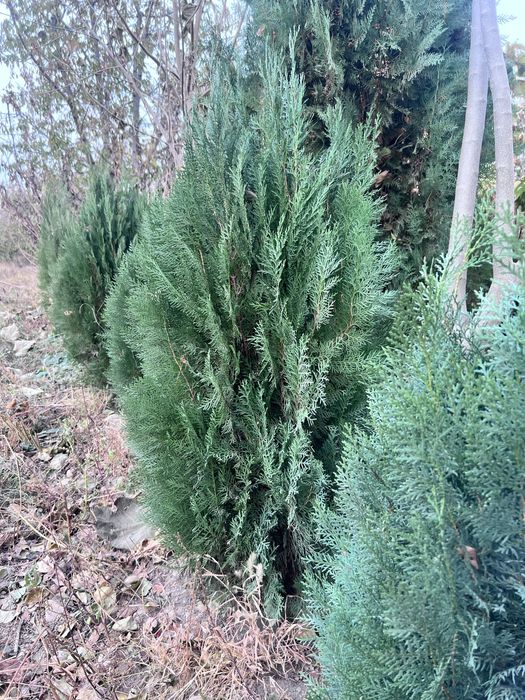 Shaftoli ,Olma,Malina,Archa ko’chatlari bor