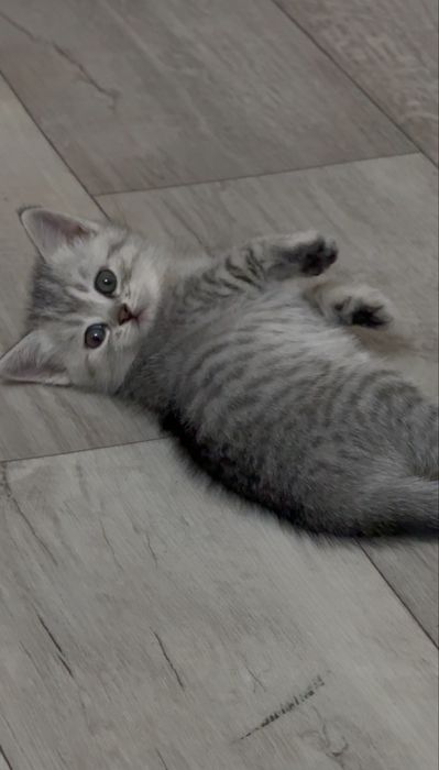 Шотландская сатылады