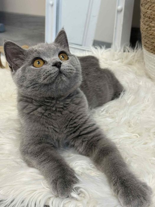 British Shorthair fetiță cu Pedigree 4 luni