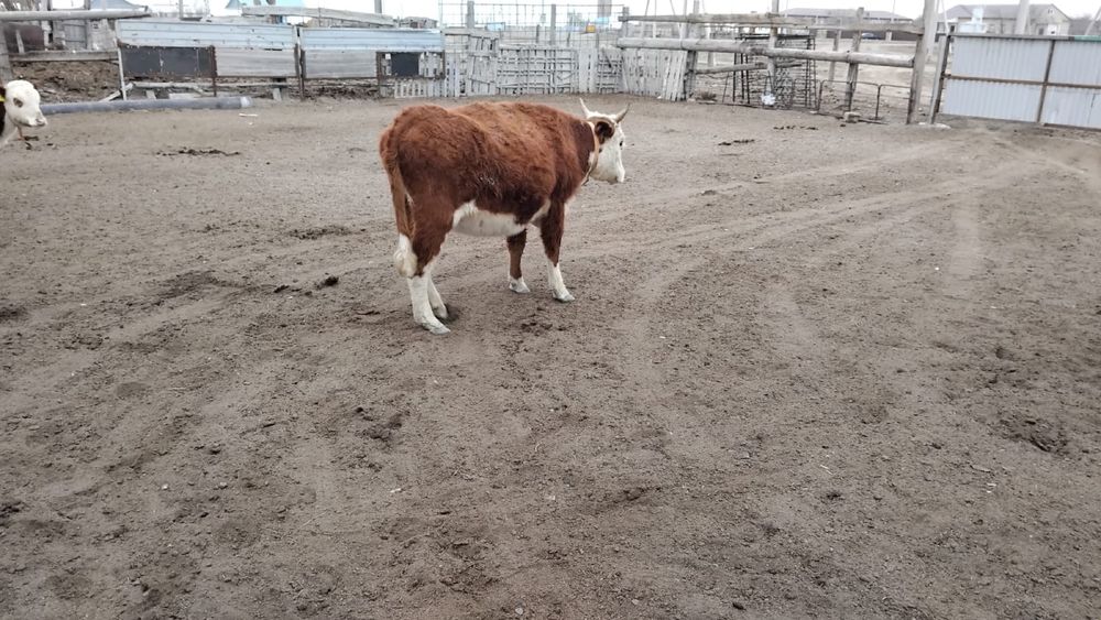 Қашарлар сатылады 370 мың тенгеден