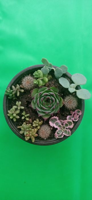 Цветя за офиса, стайни растения, саксии с аранжировки