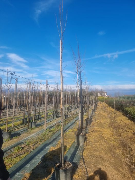 Tuia leylandi / Cedru pendulare/ Platani