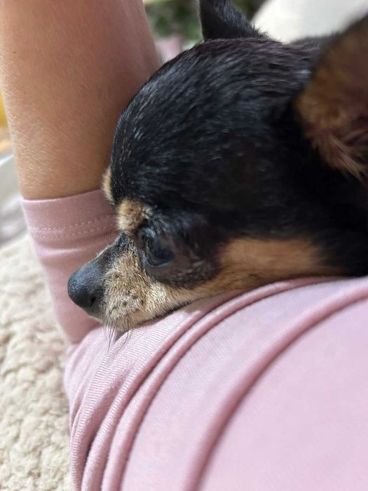 Подарявам кученце мини порода