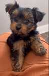 Pui Yorkshire Terrier 8 săptămâni – vaccinat și deparazitat