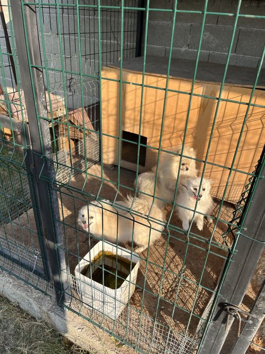 Померан мини шпиц