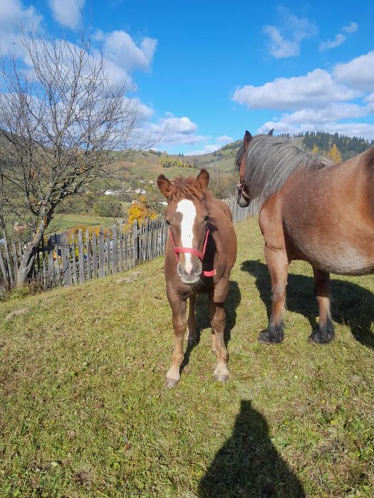 Vand manza, pe 15 face 5 luni