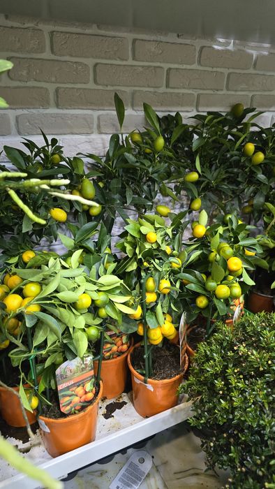 Комнатные цитрусы с плодами. Лимон. Мандарин. Апельсин. Лайм.