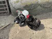 Cochinchina pitic