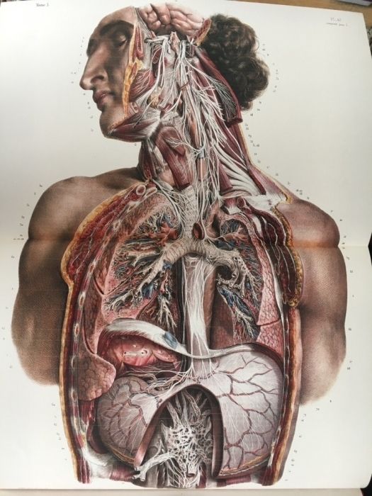 Atlas of Human Anatomy and Surgery / Medicina / Anatomie / Chirurgie