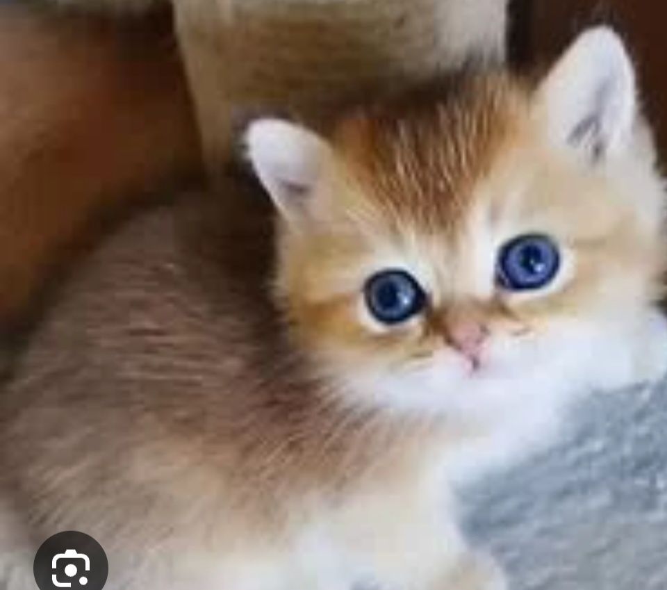 Продаётся котик  3 месяца золотая шиншила
