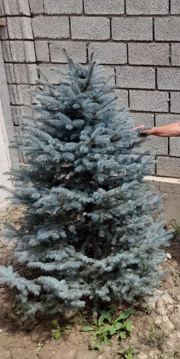 Ёлка сатылады.    .