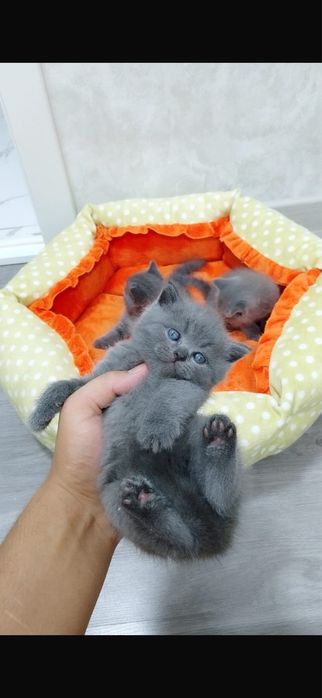 Котята Скотиш Страйт