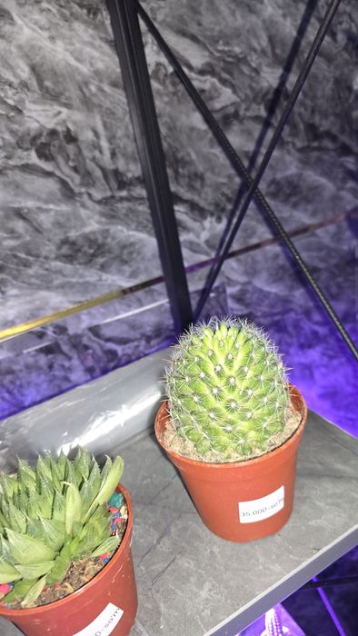 Kaktuslar xar xilidan