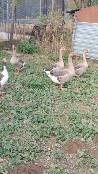 Vând gâște tinere