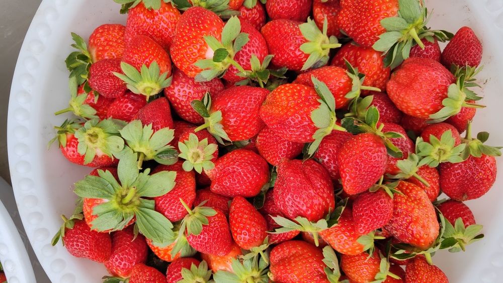 Qulupnay charli kareyski bor 24/7