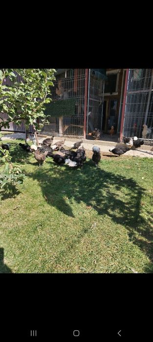 Gainuse olandeze pui în vârstă de 6 luni