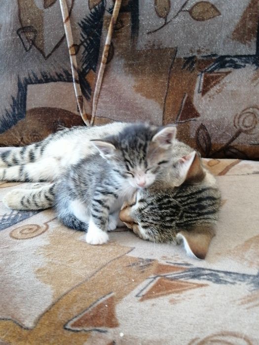 Котенца на 2 месеца