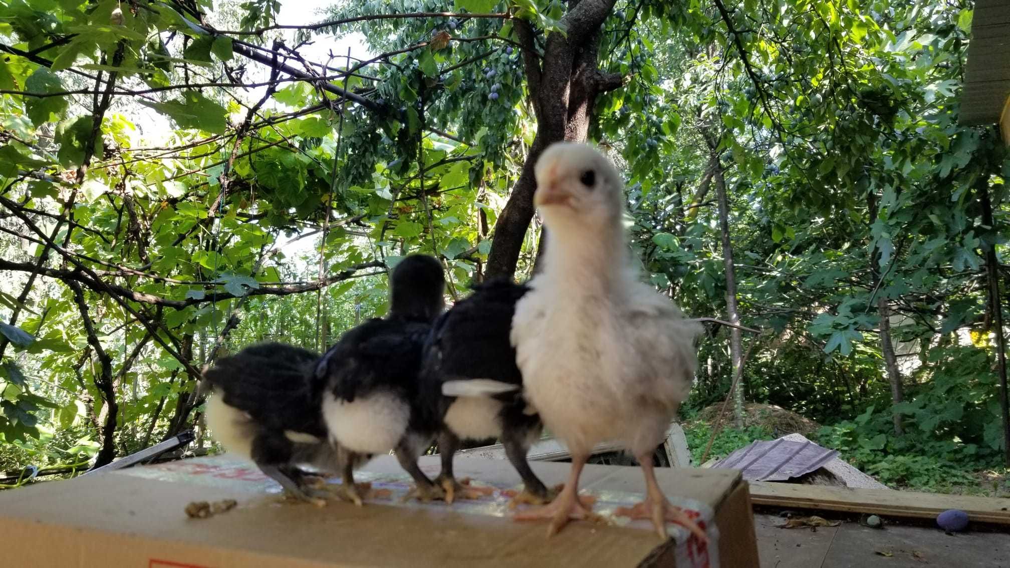 Vand pui Australorp