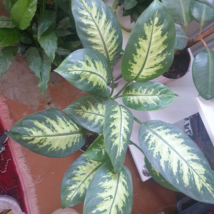 Комнатное растение  Диффенбахия Камила