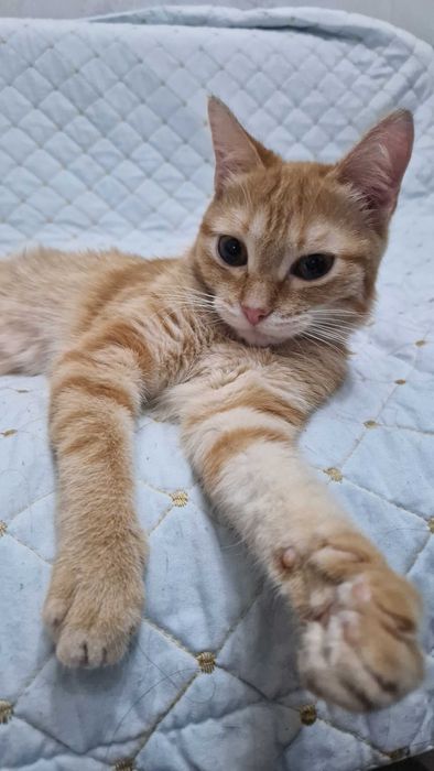 Котёнок-девочка Юся ищет дом и надёжных хозяев