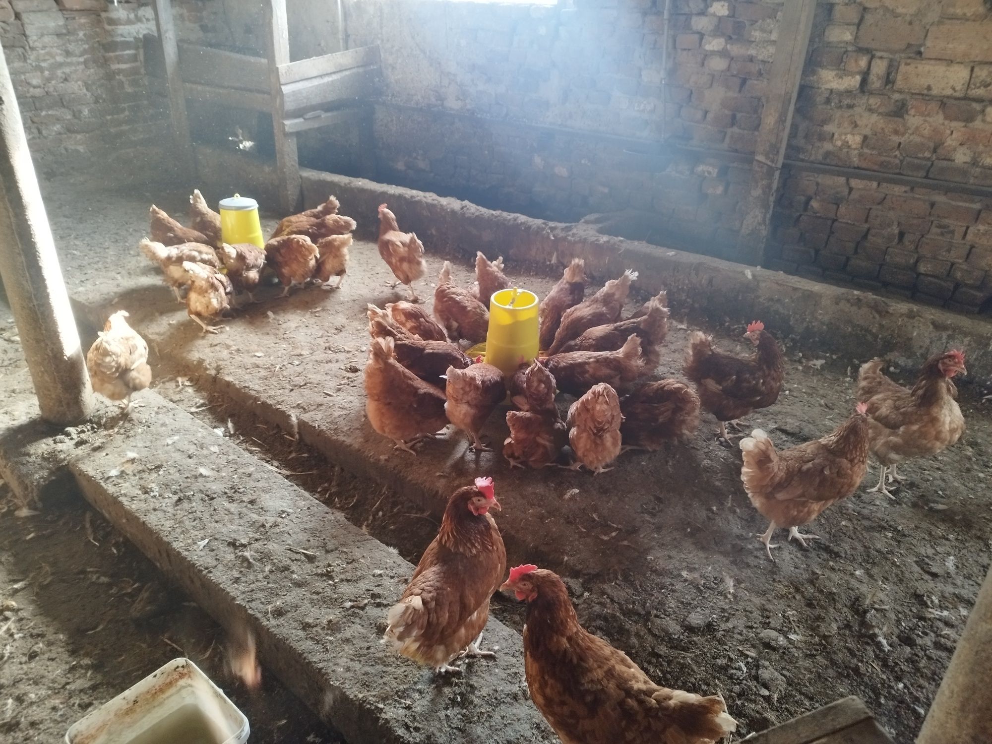 Кокошки за продан